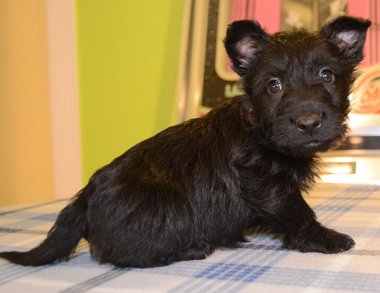Sugar's Litter - Jan. 2020