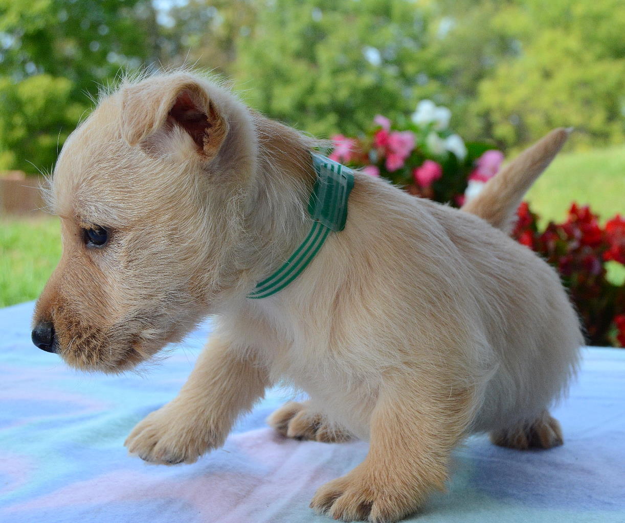 Sugar's Litter - Aug. 2020